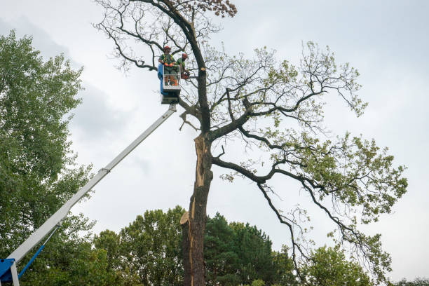 Best Palm Tree Trimming  in Upland, CA